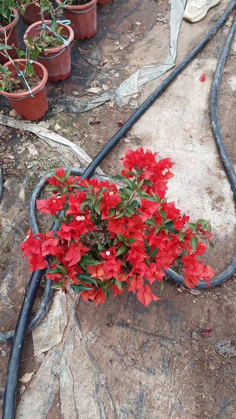 三角梅紫花三角梅，红花三角梅市政袋苗供应
