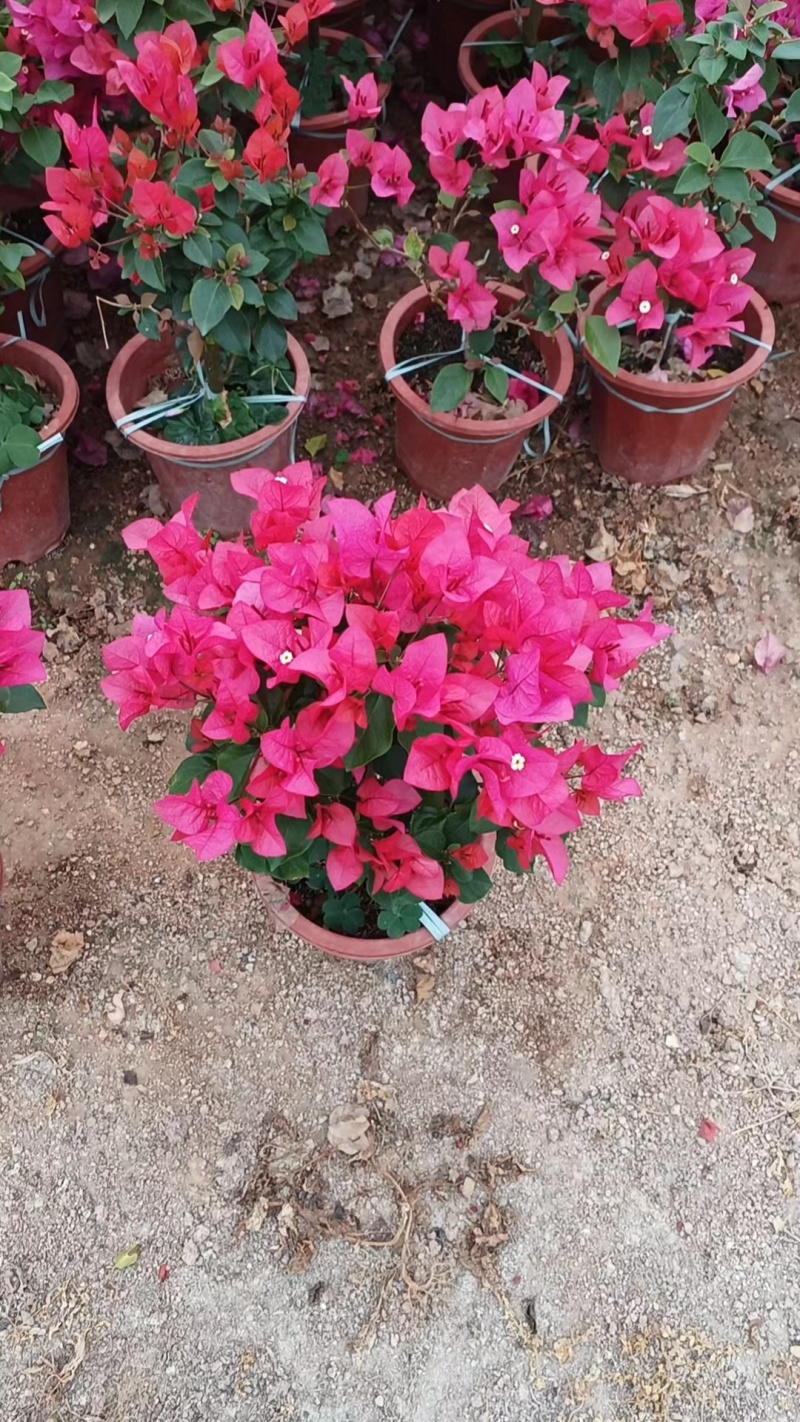 三角梅紫花三角梅，红花三角梅市政袋苗供应