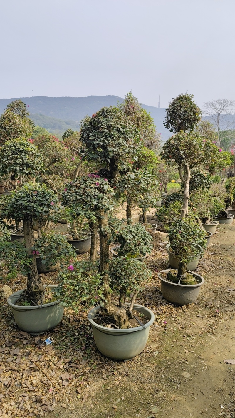 三角梅紫花三角梅，红花三角梅市政袋苗供应