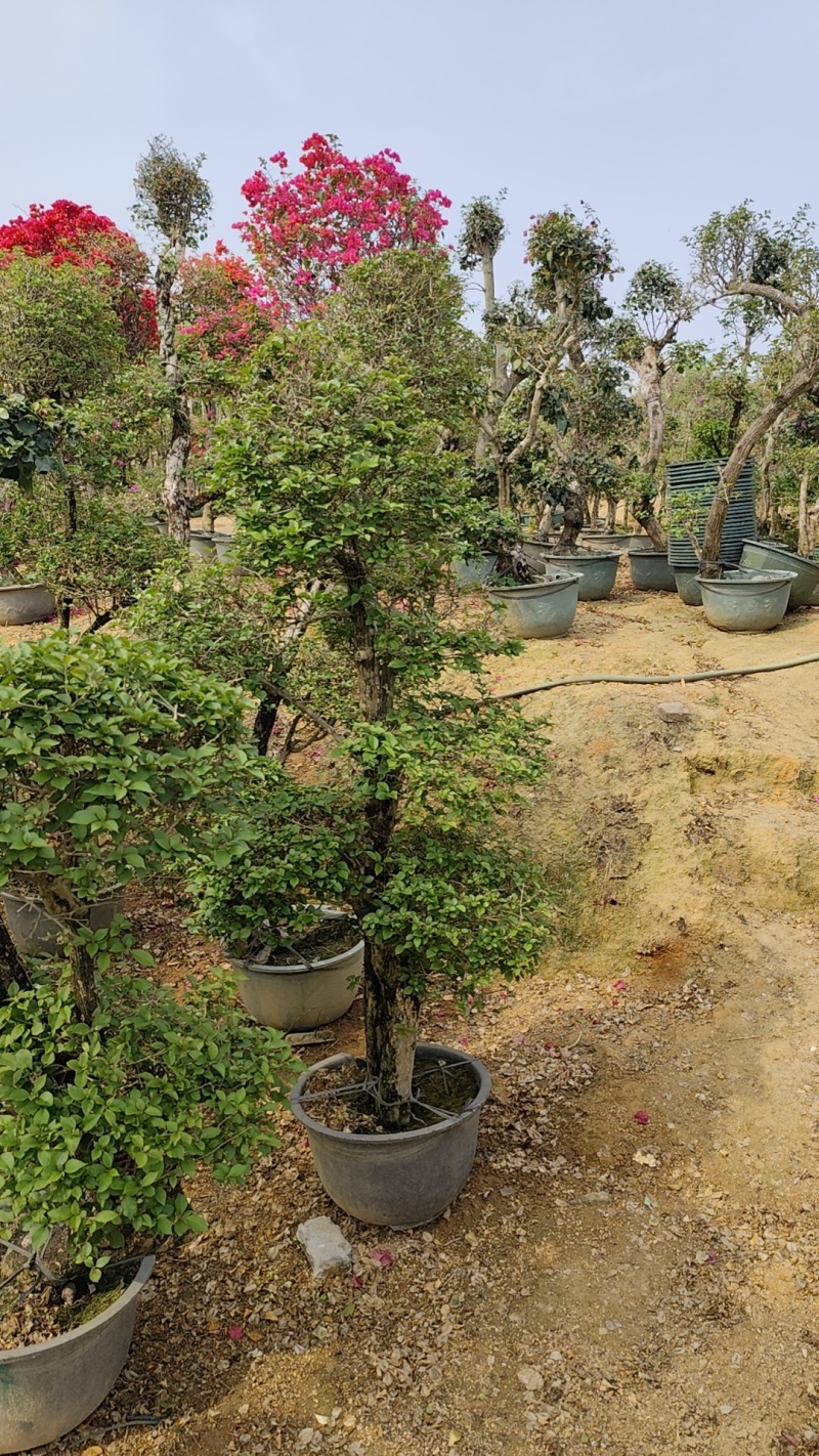 三角梅紫花三角梅，红花三角梅市政袋苗供应