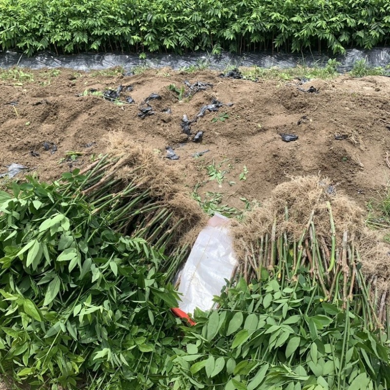 树仔菜苗五指山野菜苗天绿香苗现货供应老苗带根发货