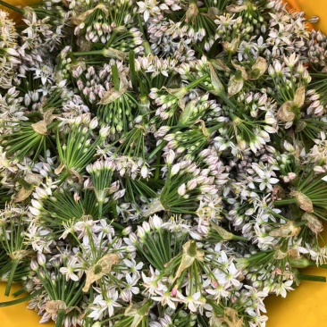 新鲜韭菜花当天现采现摘，产地直发，韭花，需要的老板联系