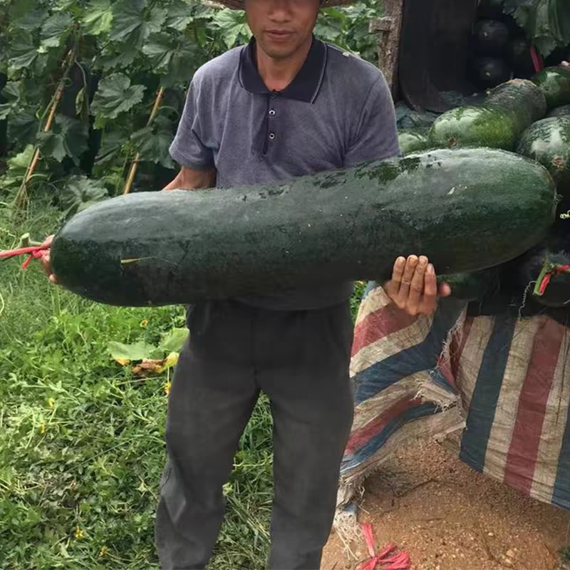 黑皮冬瓜/广东冬瓜/湛江冬瓜/产地批发/全国代办代发