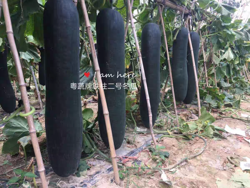 黑皮冬瓜/广东冬瓜/湛江冬瓜/产地批发/全国代办代发