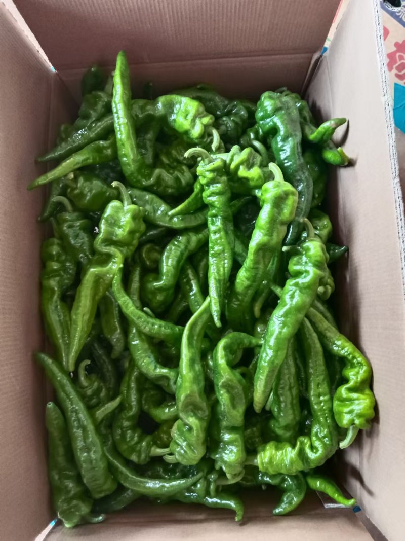 《皱皮椒》广东皱皮辣/产地货源/价格便宜/全国发货供应