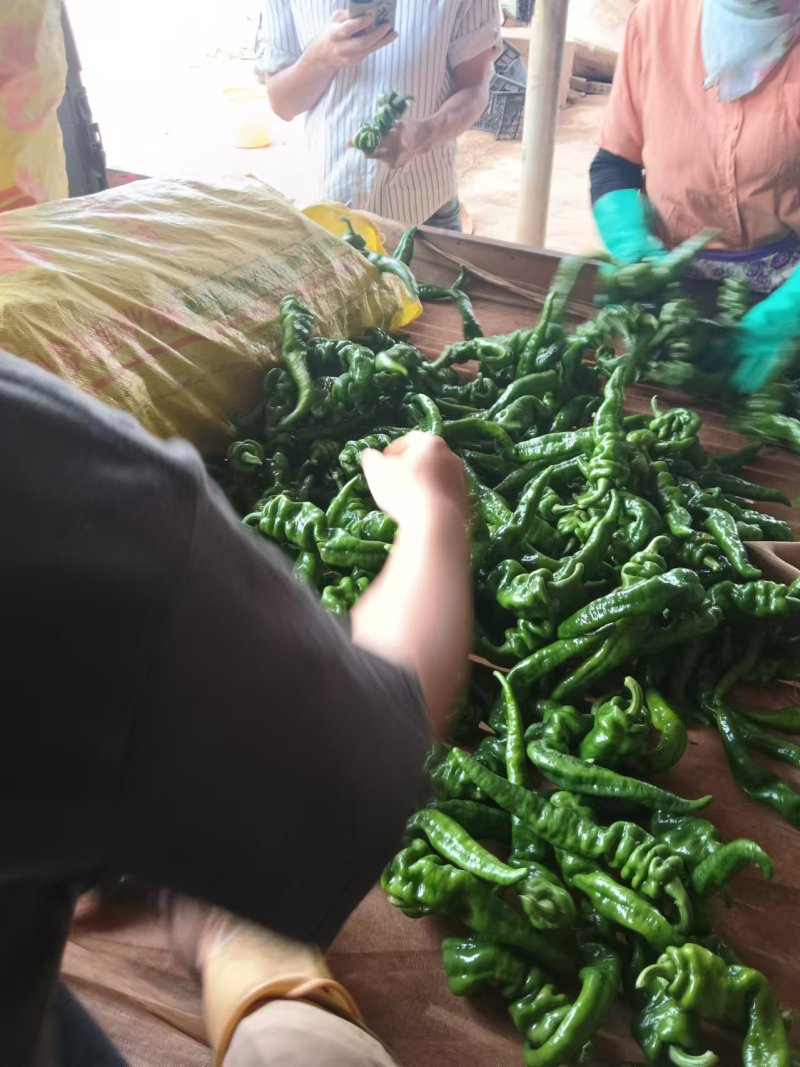 《皱皮椒》广东皱皮辣/产地货源/价格便宜/全国发货供应
