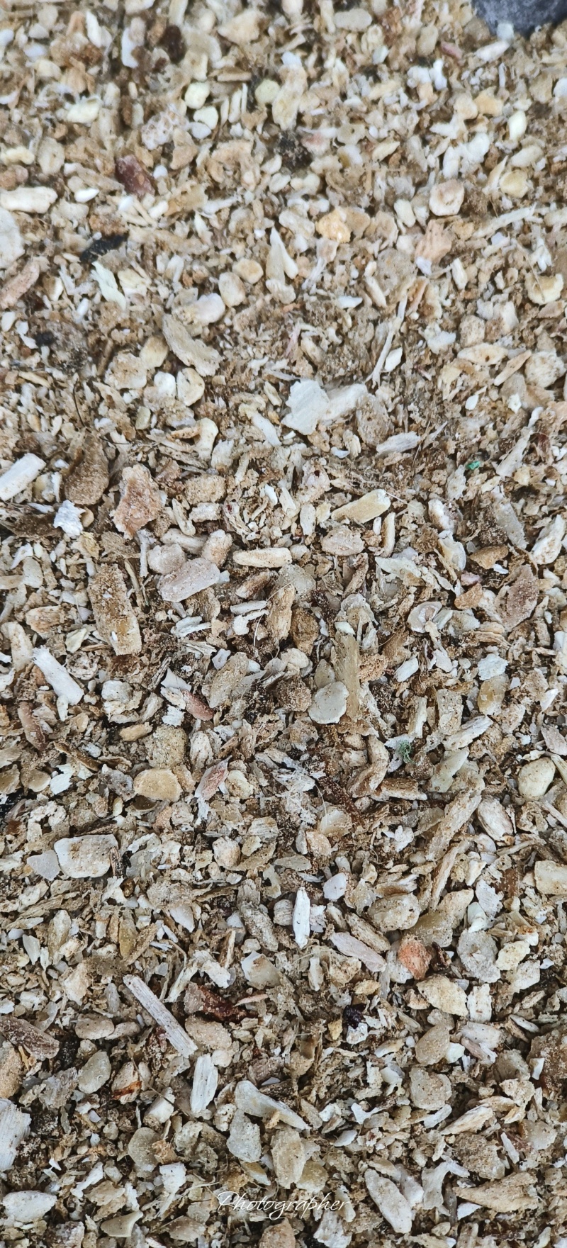 骨粉