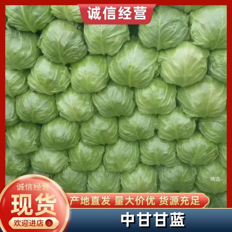 大棚绿甘蓝平顶翠绿质优价廉产地直供全国代发