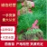 精品茴香苗热销中，产地直供全国代发