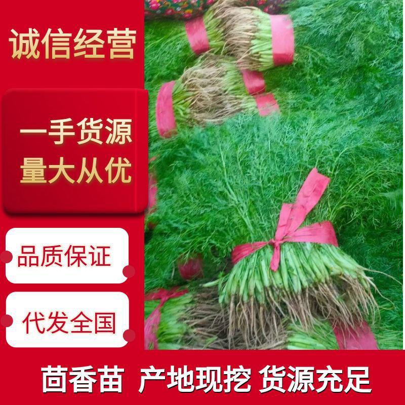 精品茴香苗热销中，产地直供全国代发