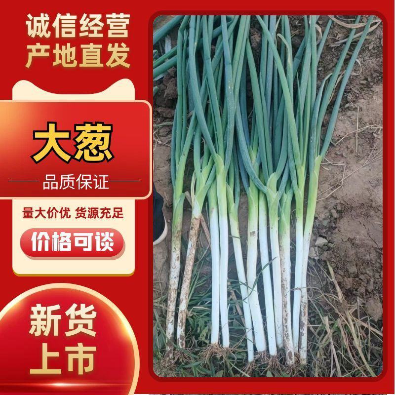 长白大葱产地直销一手货源全国代发