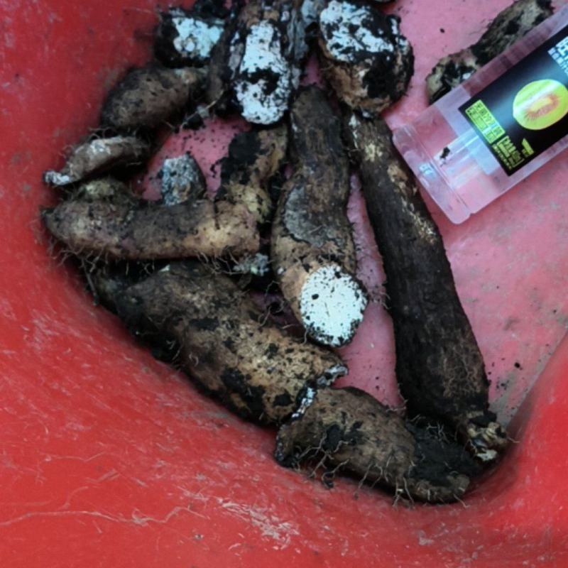 野生山药香粉糯香甜