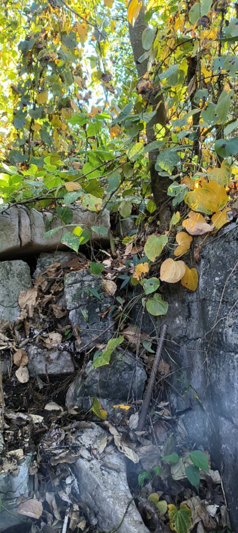 野生山药香粉糯香甜