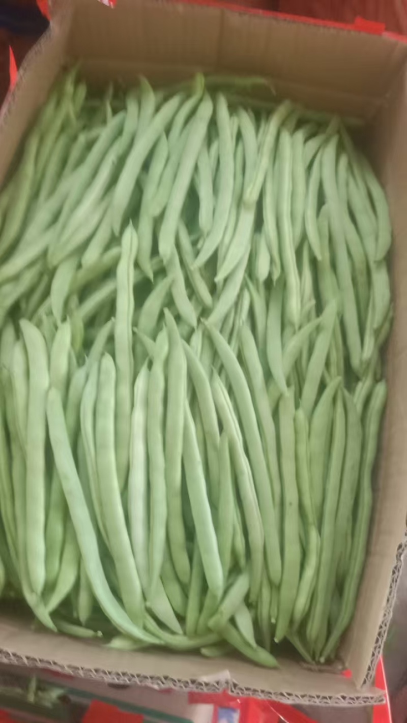 广西四季豆大量上市量大从优保质保量现摘现发对接