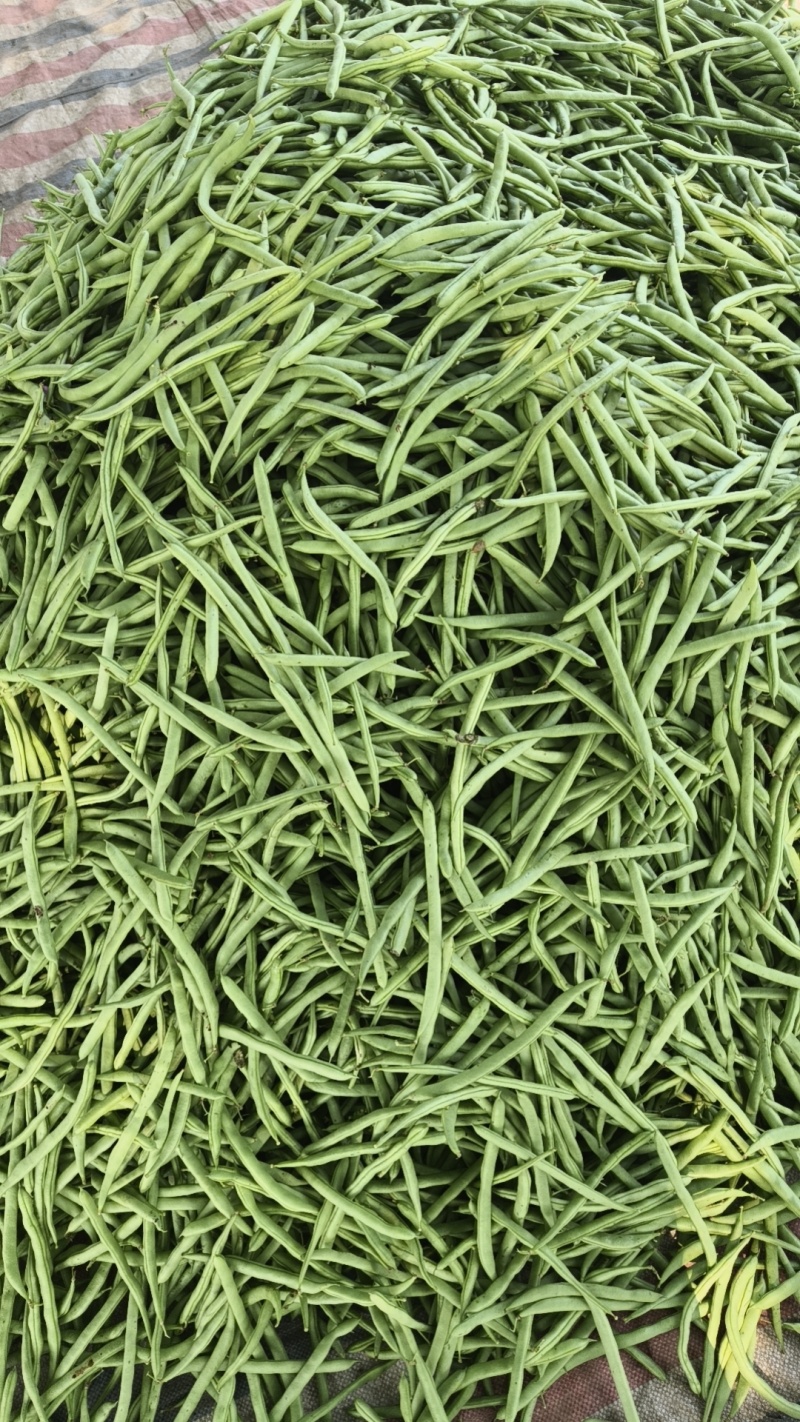 广西四季豆大量上市量大从优保质保量现摘现发对接