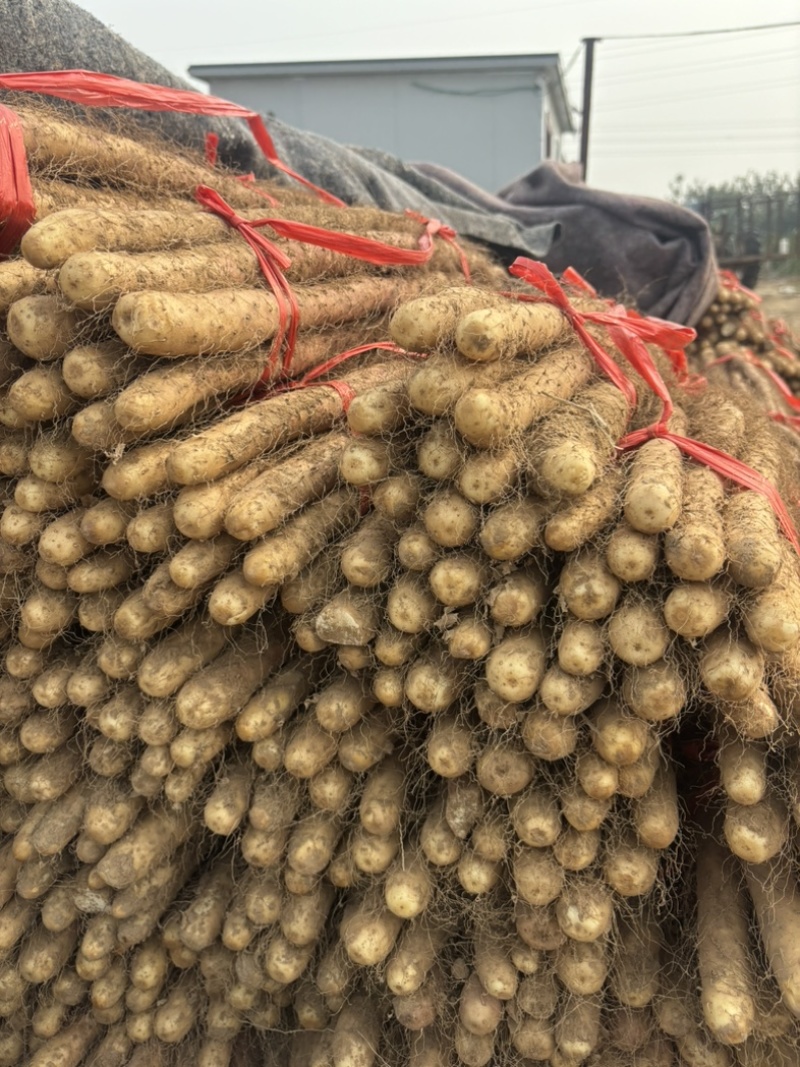 焦作正宗红皮卢土地铁棍山药产地产新优质红皮铁棍山药