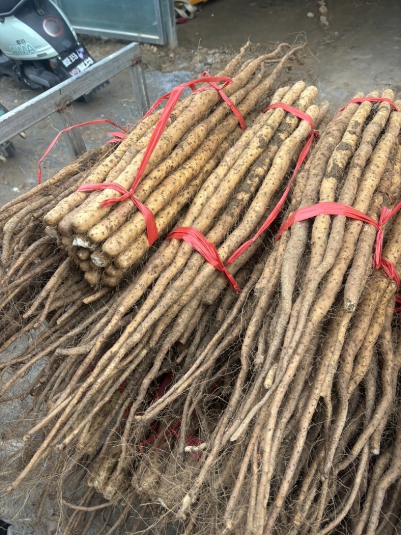焦作正宗红皮卢土地铁棍山药产地产新优质红皮铁棍山药