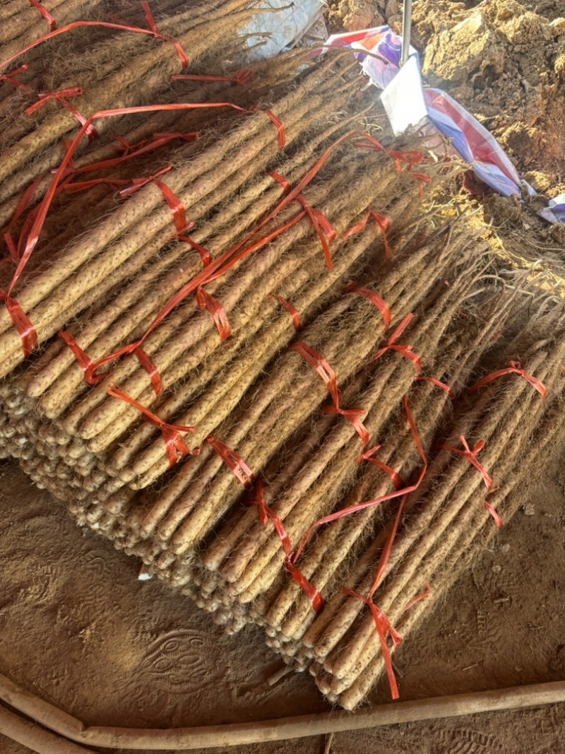 焦作正宗红皮卢土地铁棍山药产地产新优质红皮铁棍山药