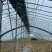 春秋种植棚蔬菜种植冷棚热镀锌钢骨架结实耐用全国施工