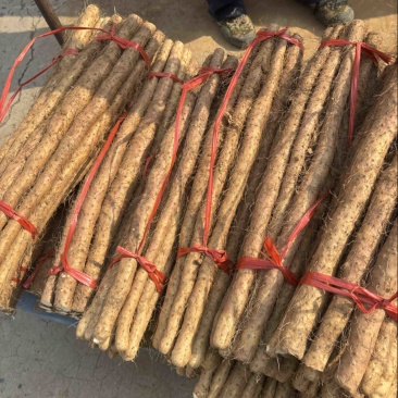 焦作正宗红皮卢土地铁棍山药产地产新优质红皮铁棍山药