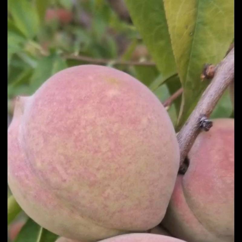 沂蒙山小冬桃