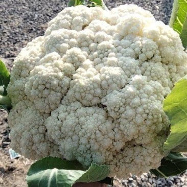 花菜大量上市产地直发价格优惠支持视频看货对接商超