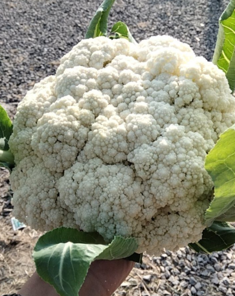 花菜大量上市产地直发价格优惠支持视频看货对接商超