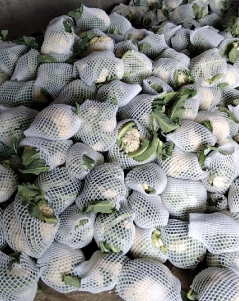 花菜大量上市产地直发价格优惠支持视频看货对接商超