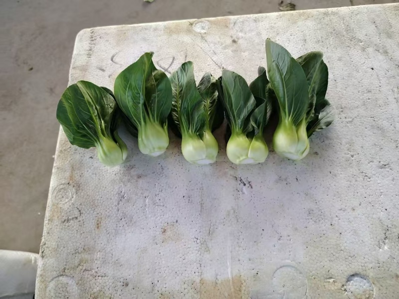 产地一手货源菜心大量上市支持视频看货