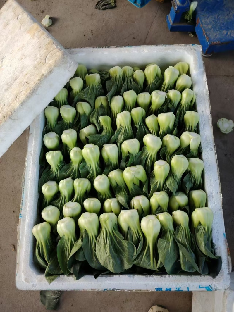 产地一手货源菜心大量上市支持视频看货