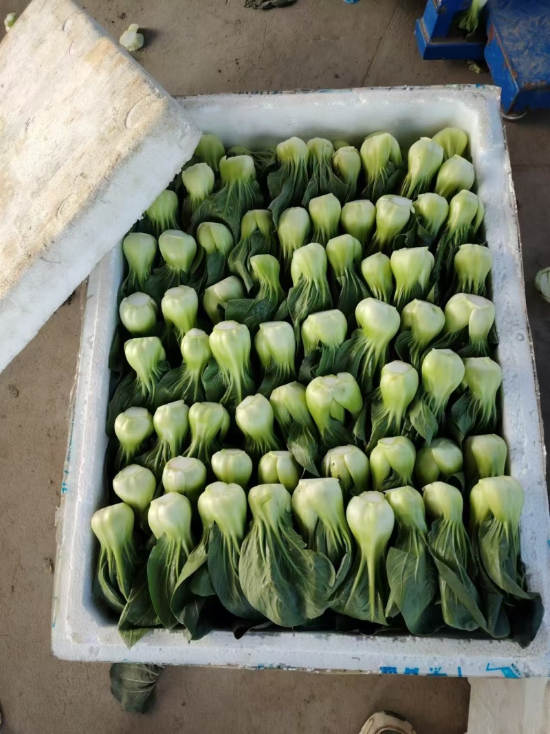 产地一手货源菜心大量上市支持视频看货