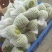 澳洲品种AP.释迦
