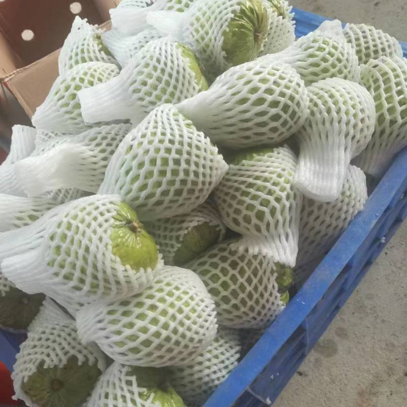 澳洲品种AP.释迦