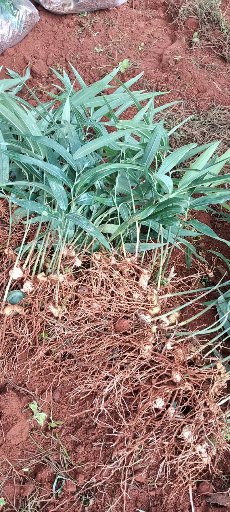 基地一手货源，现挖现卖，种苗供应，免费技术指导