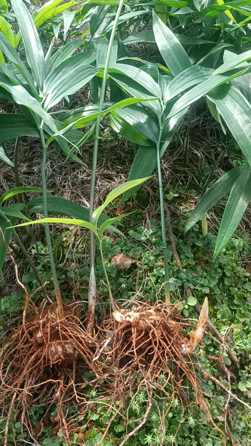 基地一手货源，现挖现卖，种苗供应，免费技术指导