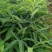 基地一手货源，现挖现卖，种苗供应，免费技术指导