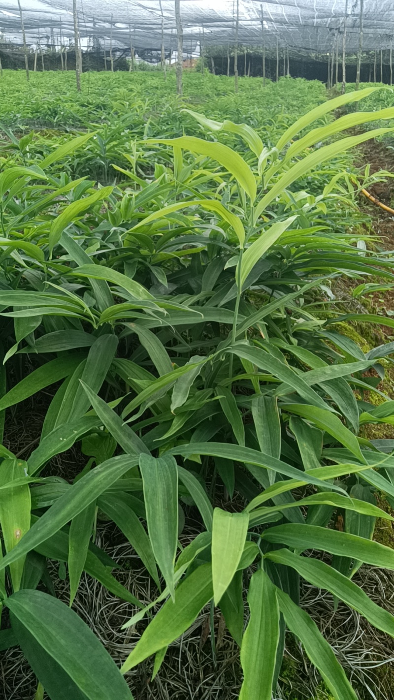 基地一手货源，现挖现卖，种苗供应，免费技术指导