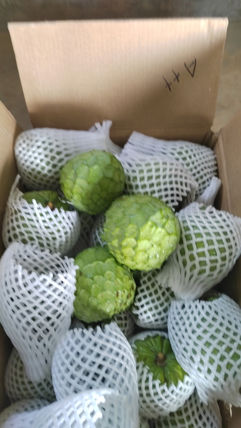 澳洲品种AP.释迦