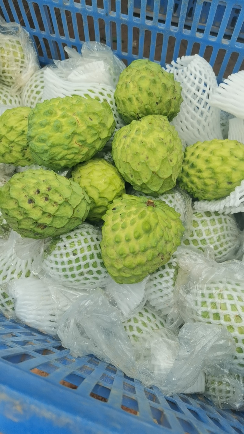 澳洲品种AP.释迦