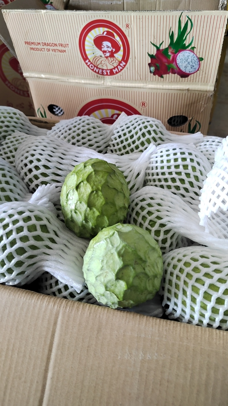 澳洲品种AP.释迦