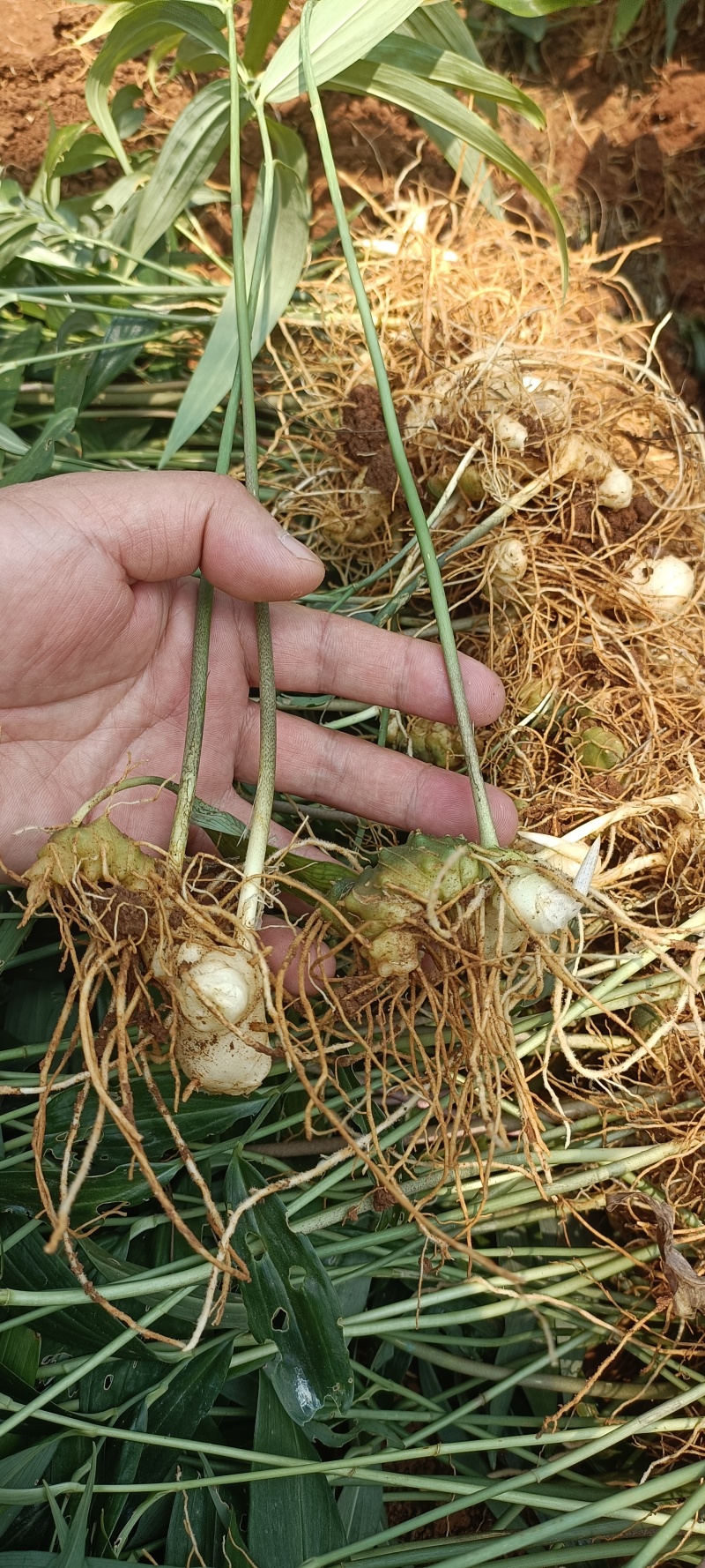 基地一手货源，现挖现卖，种苗供应，免费技术指导
