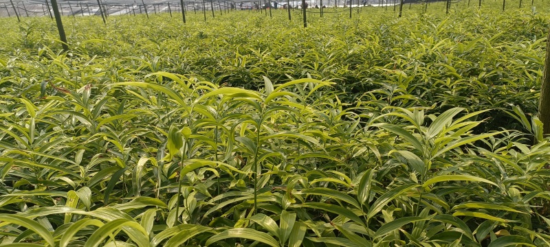 基地一手货源，现挖现卖，种苗供应，免费技术指导
