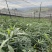 基地一手货源，现挖现卖，种苗供应，免费技术指导