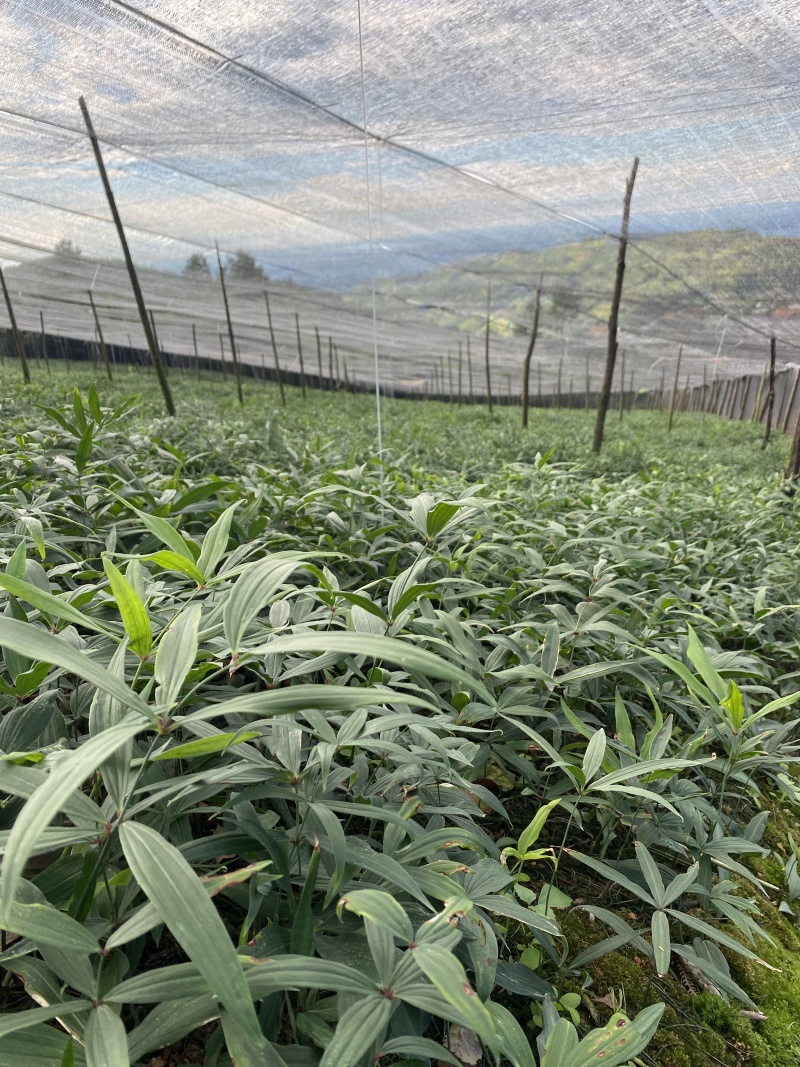 基地一手货源，现挖现卖，种苗供应，免费技术指导
