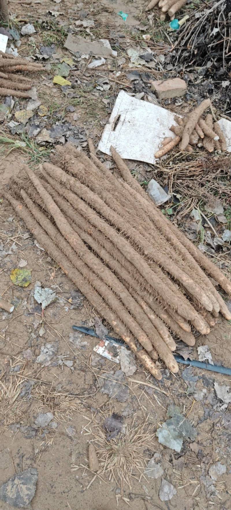 双棒大货价格便宜，产地直发货欢迎各位老板前来选购
