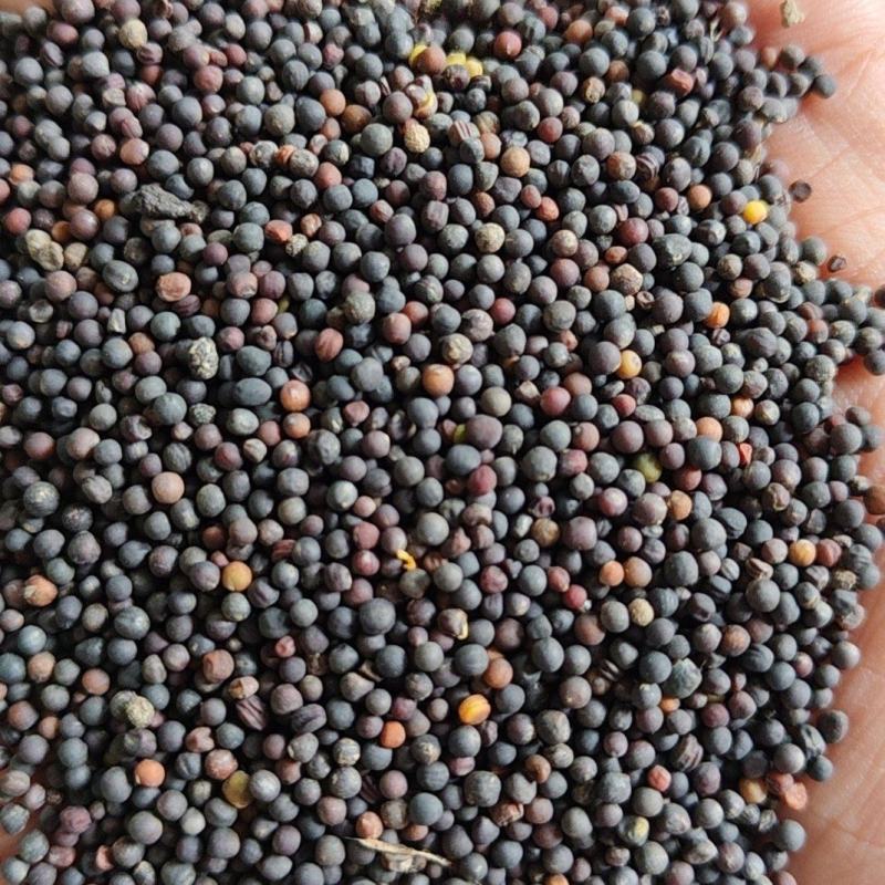 油菜籽湖北油菜籽出油高品质保证可视频观看欢迎下单
