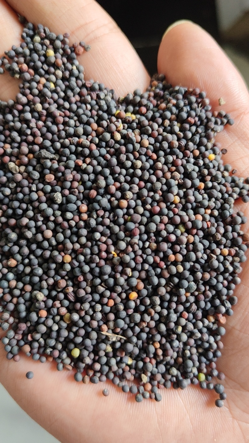 油菜籽湖北油菜籽出油高品质保证可视频观看欢迎下单