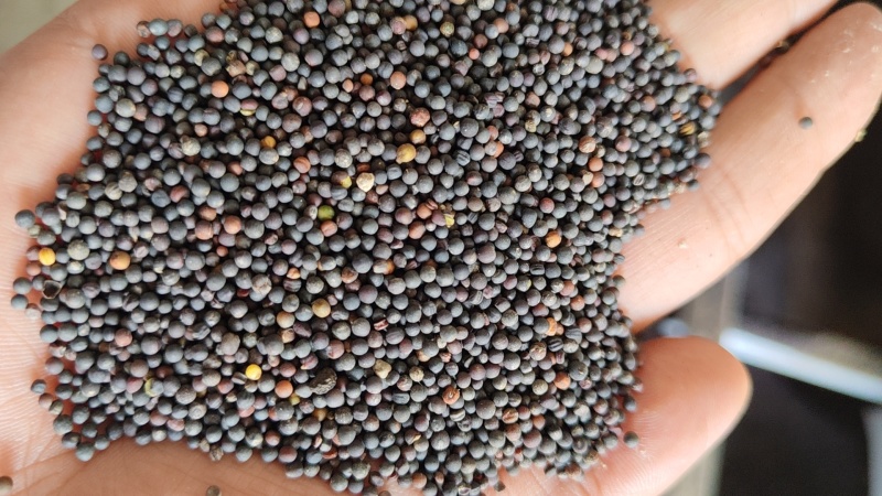 油菜籽湖北油菜籽出油高品质保证可视频观看欢迎下单