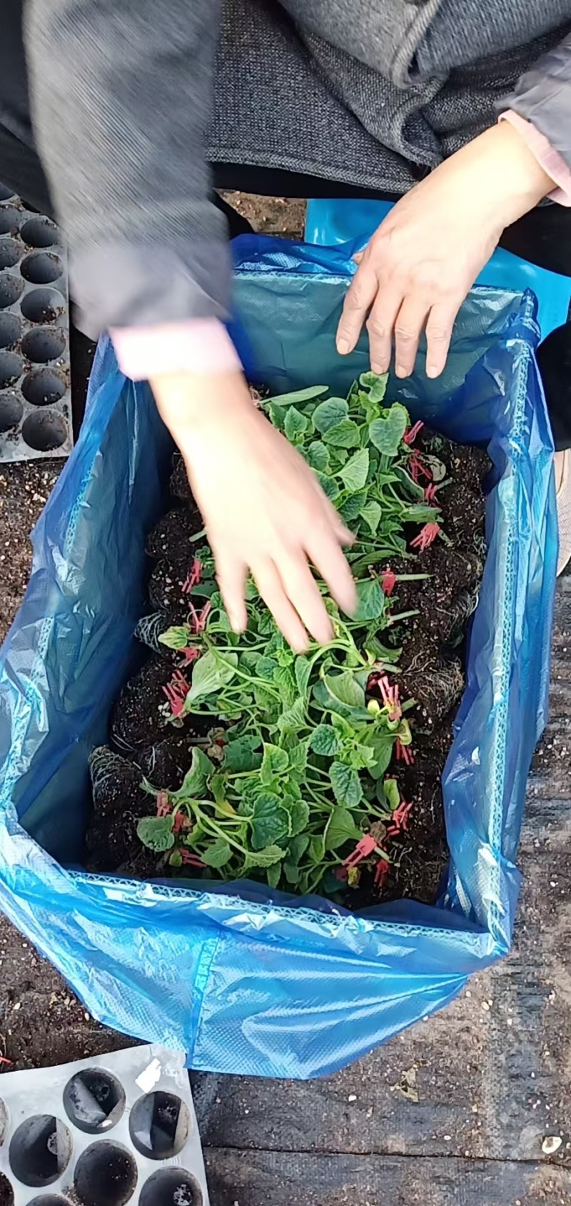菲翠甜瓜嫁接苗提供技术指导保证品质