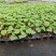 菲翠甜瓜嫁接苗提供技术指导保证品质